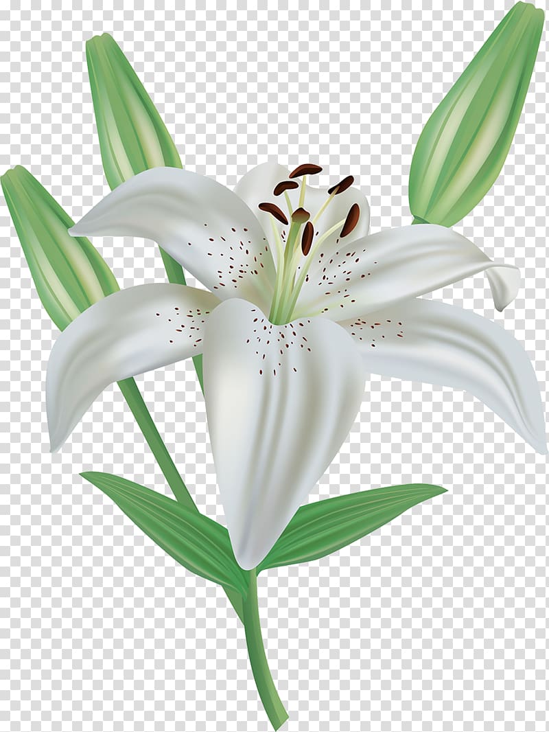 Easter lily Lilium candidum Arum-lily , lily transparent background PNG clipart