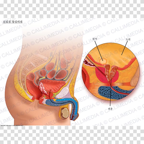 Prostate Genitourinary system Benign prostatic hyperplasia Urinary bladder Urology, prostate gland transparent background PNG clipart