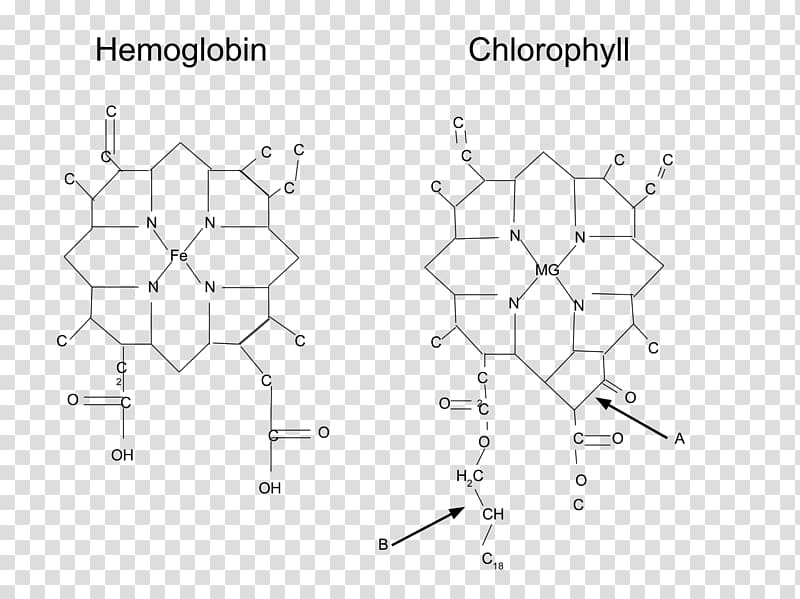 Metalloprotein Hemoglobin Chlorophyll Molecule, bottom transparent background PNG clipart