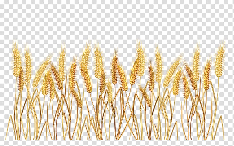 brown wheat illustration, Common wheat Cereal , Wheat Border transparent background PNG clipart