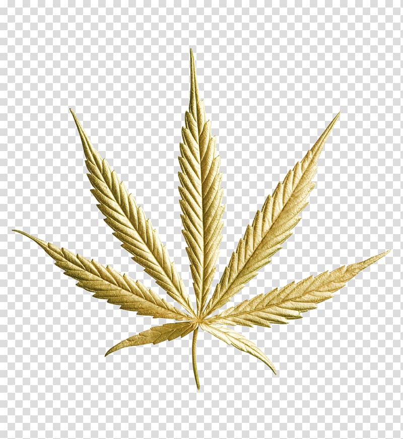 yellow leaf illustration, Medical cannabis Drug Kush Hemp, marijuana transparent background PNG clipart