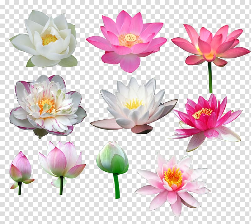 Nelumbo nucifera Flower, All kinds of lotus transparent background PNG clipart
