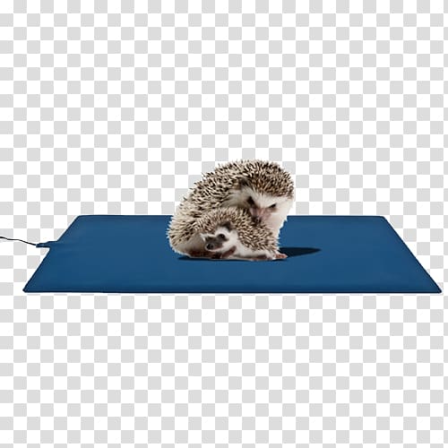 Hedgehog Pet Teraristika Electricity Domestic animal, hedgehog transparent background PNG clipart