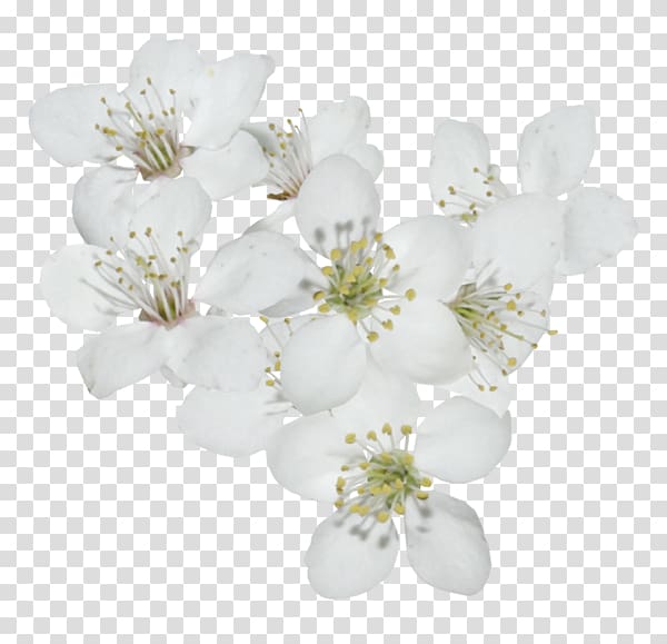 Cherry blossom Cerasus, cherry blossom transparent background PNG clipart