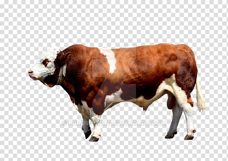 Brahman cattle Calf Ox Bull, bull transparent background PNG clipart