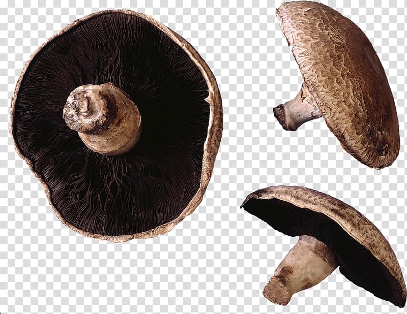 Shiitake Fur Agaricus, Mushroom transparent background PNG clipart