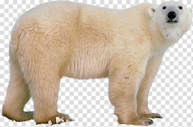 Polar bear transparent background PNG clipart