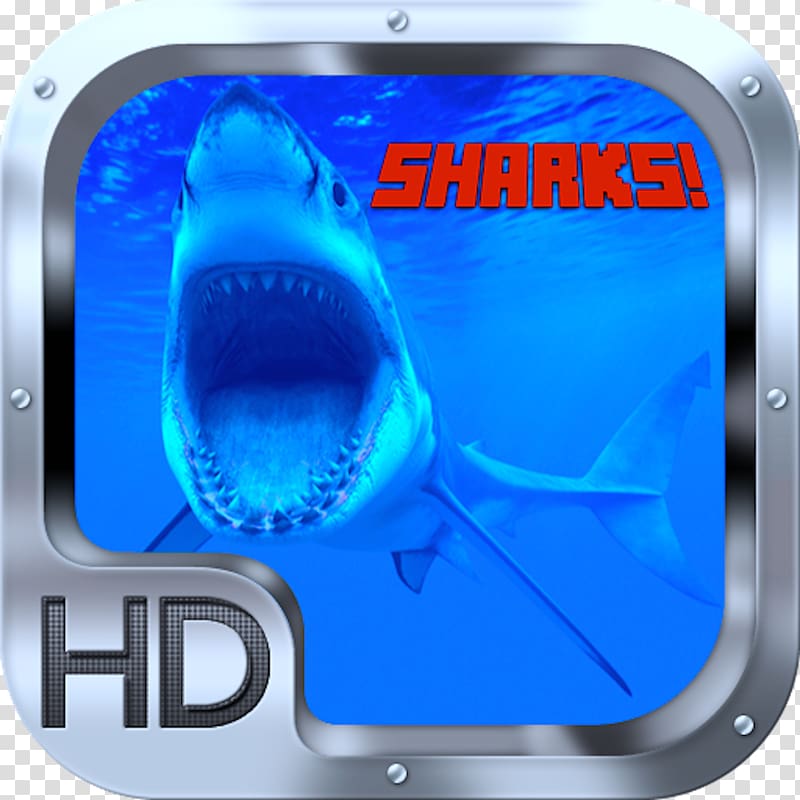 Great white shark White Shark Café Megalodon Tiger shark, shark transparent background PNG clipart