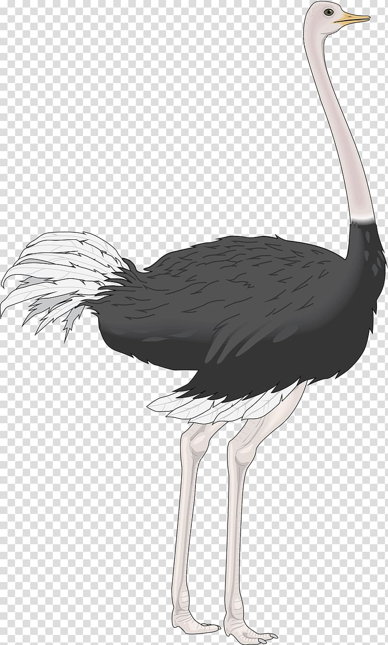 Common ostrich Bird , ostrich transparent background PNG clipart