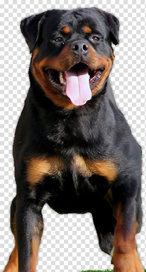 Rottweiler Dog breed Puppy Beauceron Companion dog, puppy transparent background PNG clipart