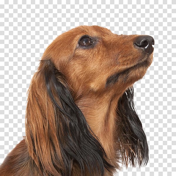 Dog breed Irish Setter Field Spaniel Dachshund Companion dog, others transparent background PNG clipart