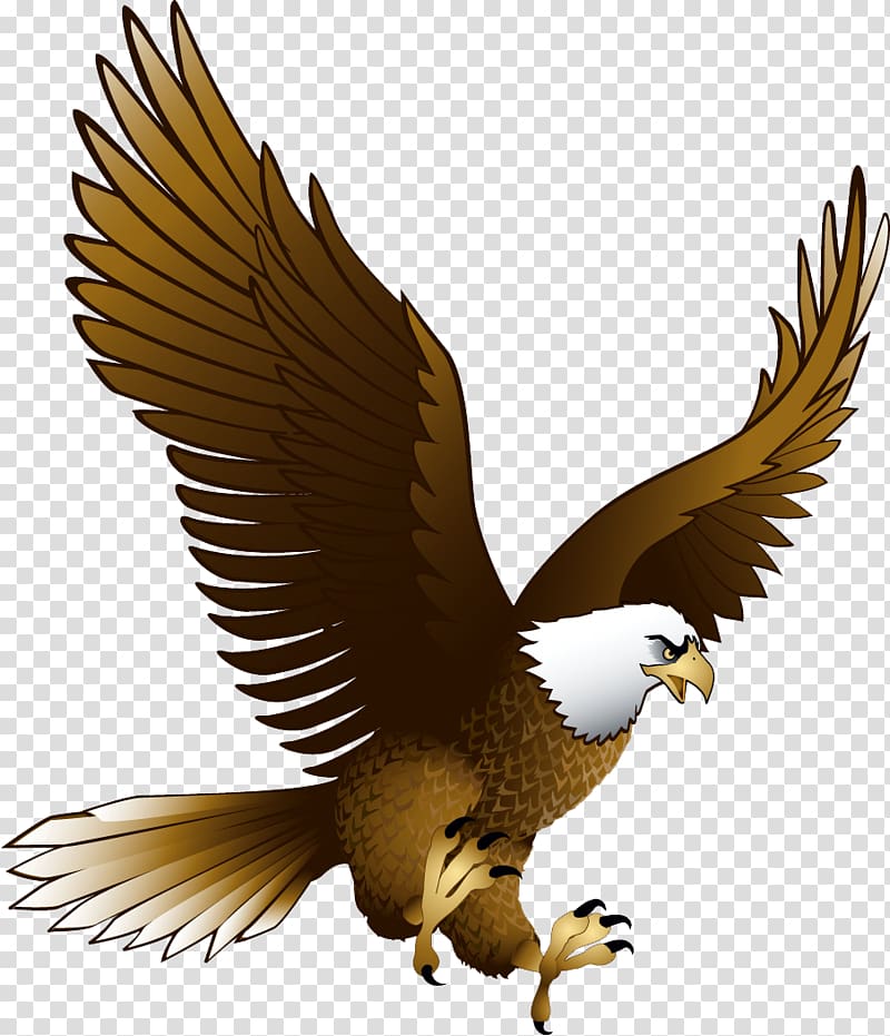 Bald eagle Portable Network Graphics Transparency, eagle transparent background PNG clipart