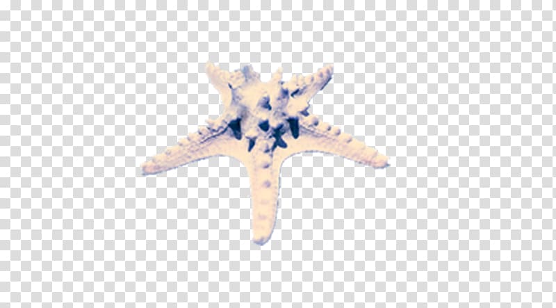 Starfish Vera Bradley Pattern, starfish transparent background PNG clipart