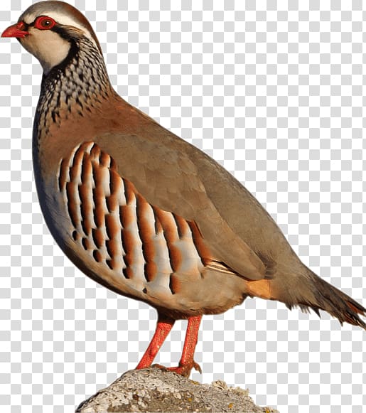 Chicken Red-legged partridge Hunting Goose, Escopeta Tactica transparent background PNG clipart