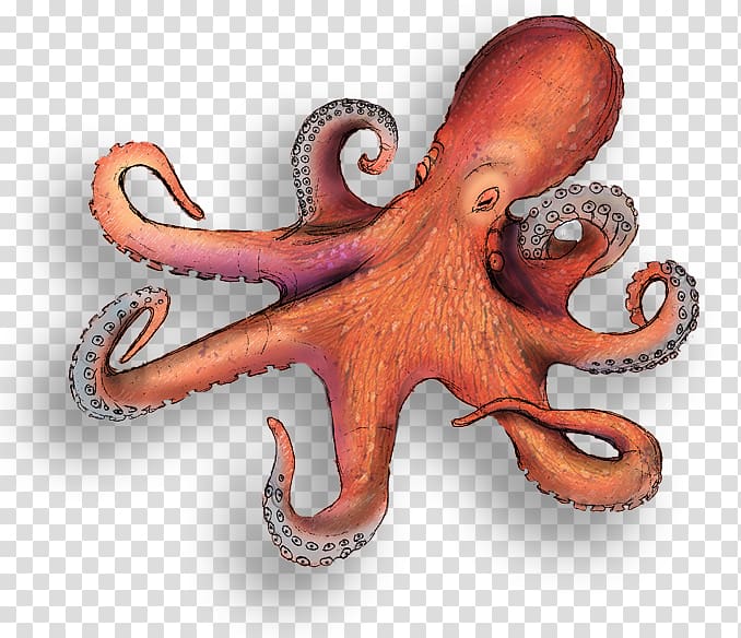 Octopus Squid Ocean Cephalopod, octapus transparent background PNG clipart