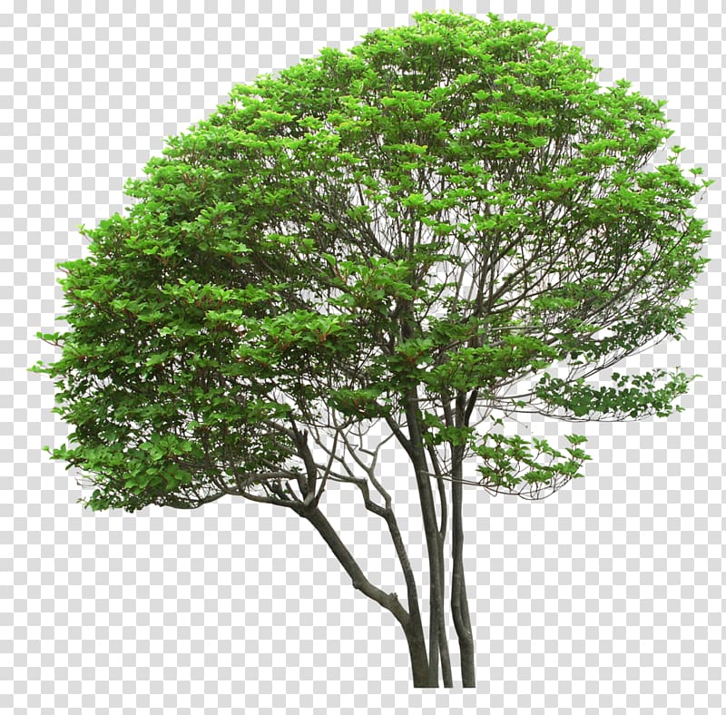 trees transparent background PNG clipart