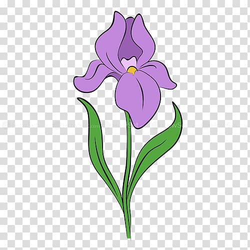 Drawing Iris flower data set Iris flower data set , flower transparent background PNG clipart