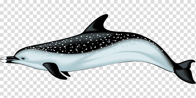 Dolphin , Swimming dolphin transparent background PNG clipart