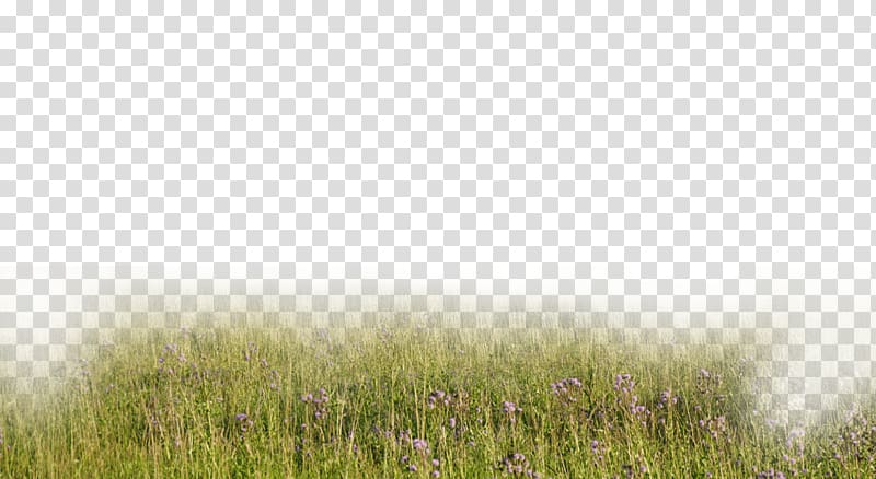 Trailer Film Video, meadow transparent background PNG clipart