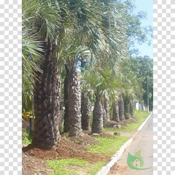 Date palm Arecaceae Tree Nursery Butia, date palm transparent background PNG clipart