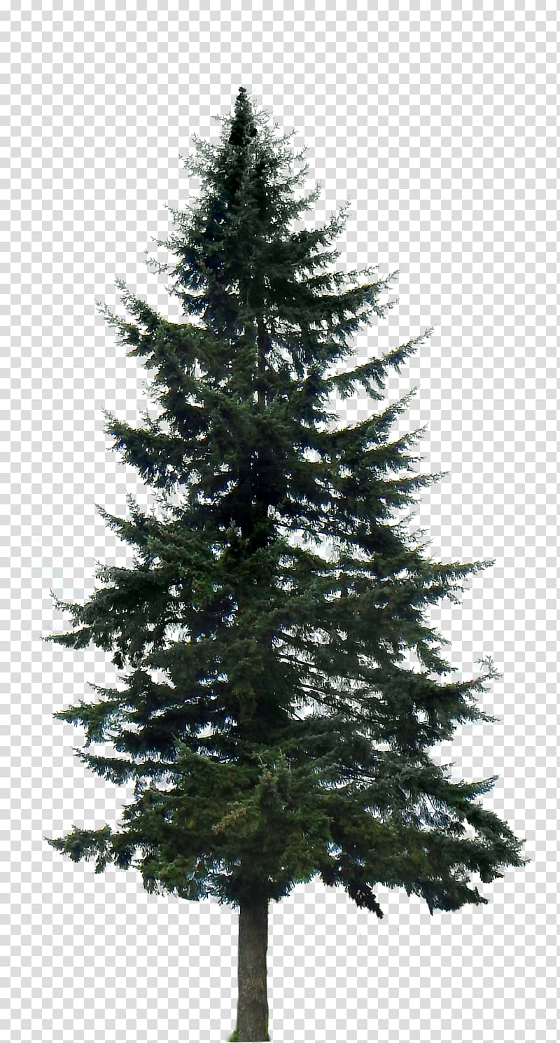 green pine tree, Western yellow pine Tree , fir-tree transparent background PNG clipart