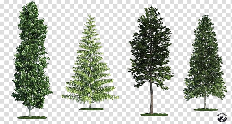 Spruce Fir White poplar Tree Scots pine, tree transparent background PNG clipart
