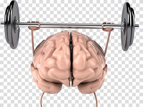 human brain lifting gray adjustable barbell illustration, Brain Physical exercise Physical strength Cognitive training Human body, Brain sport weightlifting transparent background PNG clipart