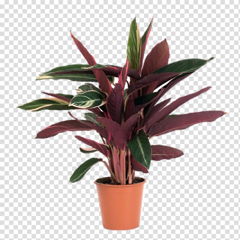 Maranta leuconeura Calathea ornata Houseplant Plants Calathea zebrina, house plant transparent background PNG clipart