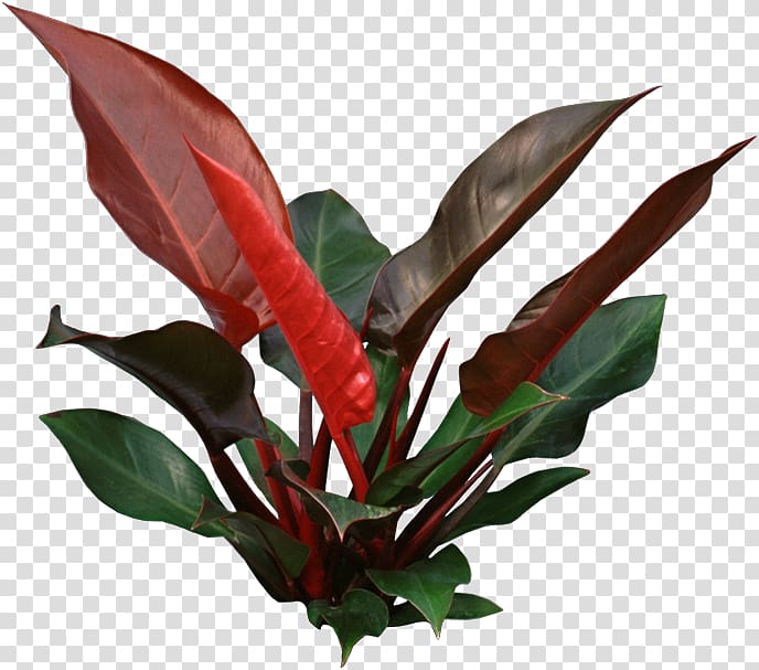 red and green leafed plant, Houseplant Philodendron erubescens Plant Interscapes Swiss cheese plant, plant identification transparent background PNG clipart