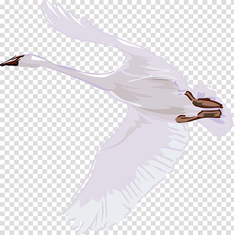 Mute swan Bird Cygnini Trumpeter swan Duck, swan transparent background PNG clipart