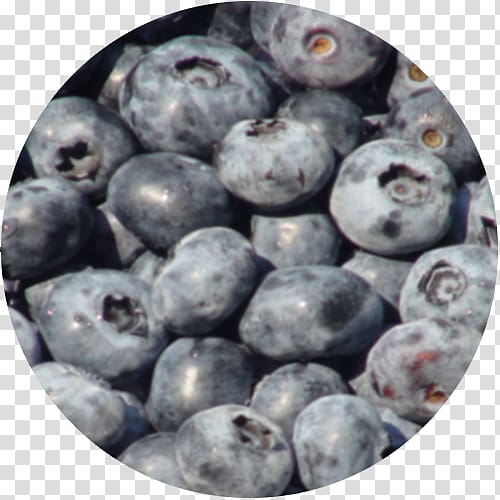 Blueberry Bilberry Superfood Prune Pruning, blueberry transparent background PNG clipart