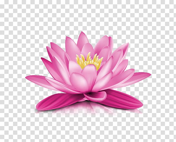 Pink lotus flower graphic, Water lily , Water Lily transparent background  PNG clipart | HiClipart