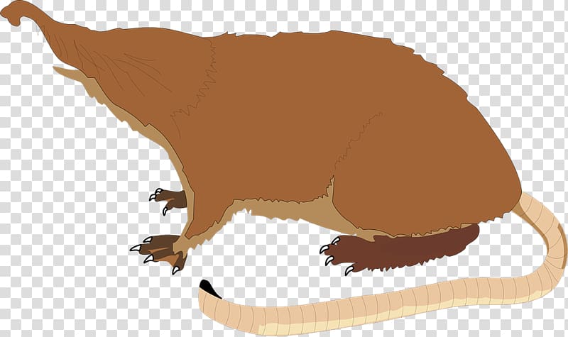 Pyrenean desman Shrew , others transparent background PNG clipart