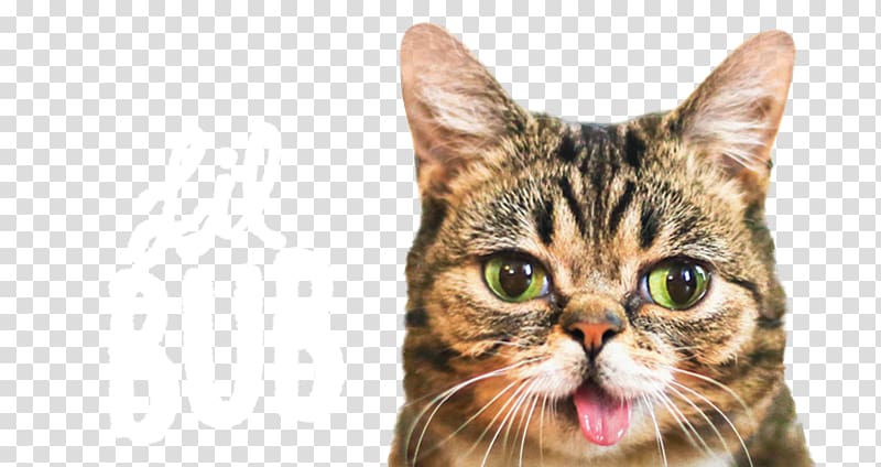 Lil Bub Cats and the Internet Kitten Internet meme, Cat transparent background PNG clipart
