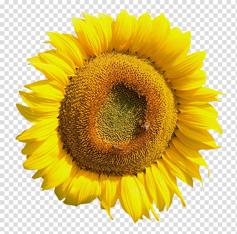 sunflower , Common sunflower , Yellow Sunflower Flower transparent background PNG clipart