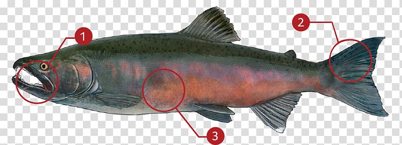 Coho salmon Chinook salmon Sockeye salmon Salmonids, Coho Salmon transparent background PNG clipart