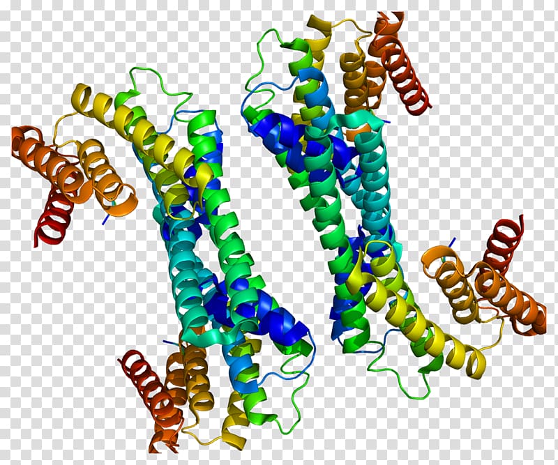 YWHAH 14-3-3 protein Phosphoserine Gene, others transparent background PNG clipart