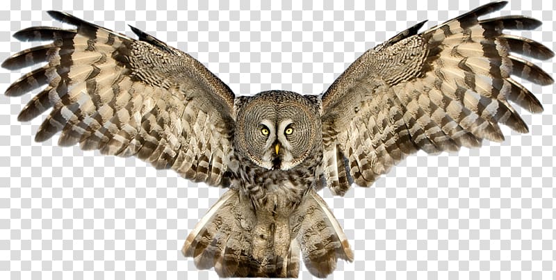 Snowy owl Great Horned Owl , Owl Pic transparent background PNG clipart