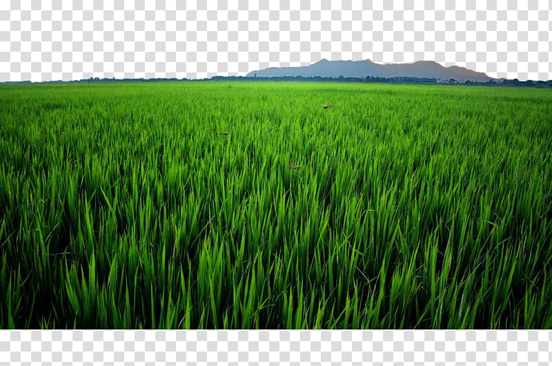 green grass field, Crop Paddy Field Oryza sativa, Remote rice fields transparent background PNG clipart