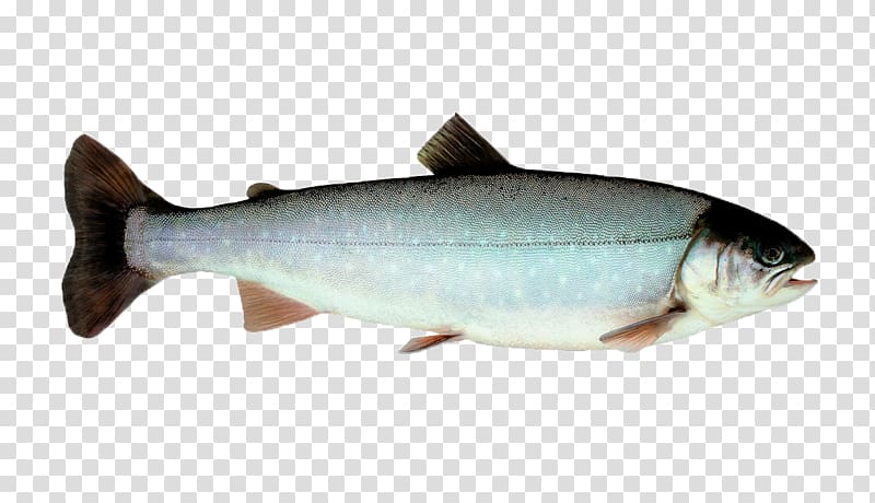 Sardine Coho salmon Fish Norway Trout, species transparent background PNG clipart