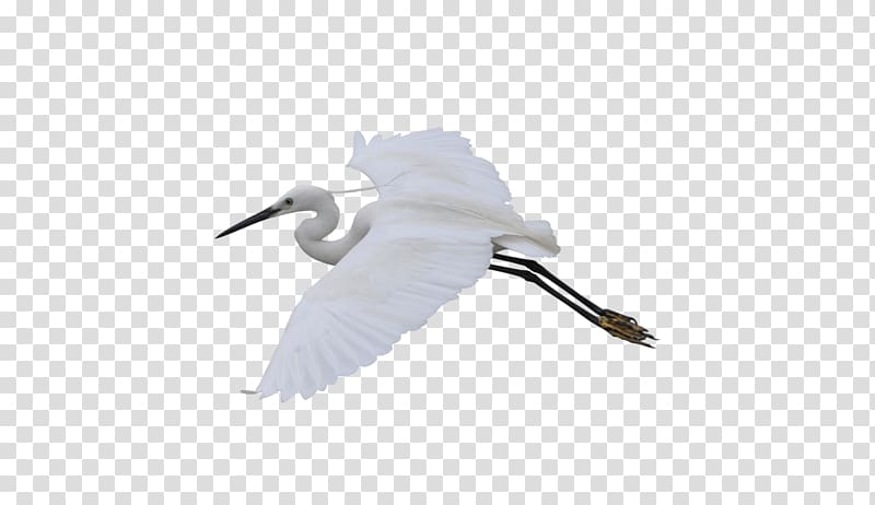Crane Water bird Flight, Flying Crane transparent background PNG clipart