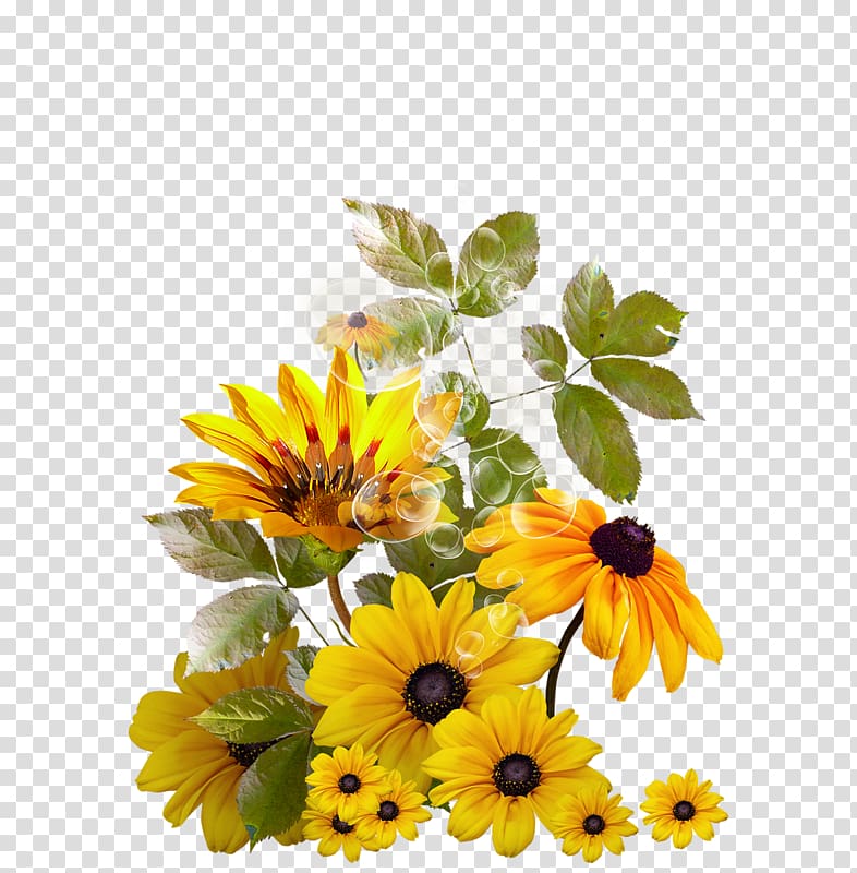 , Mixed chrysanthemum transparent background PNG clipart
