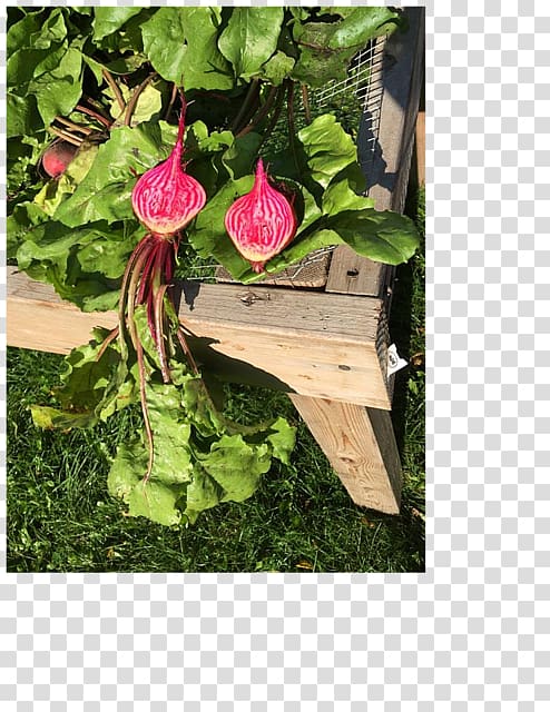 Petal Garden Pink M Leaf Flowering plant, Organic Farm transparent background PNG clipart