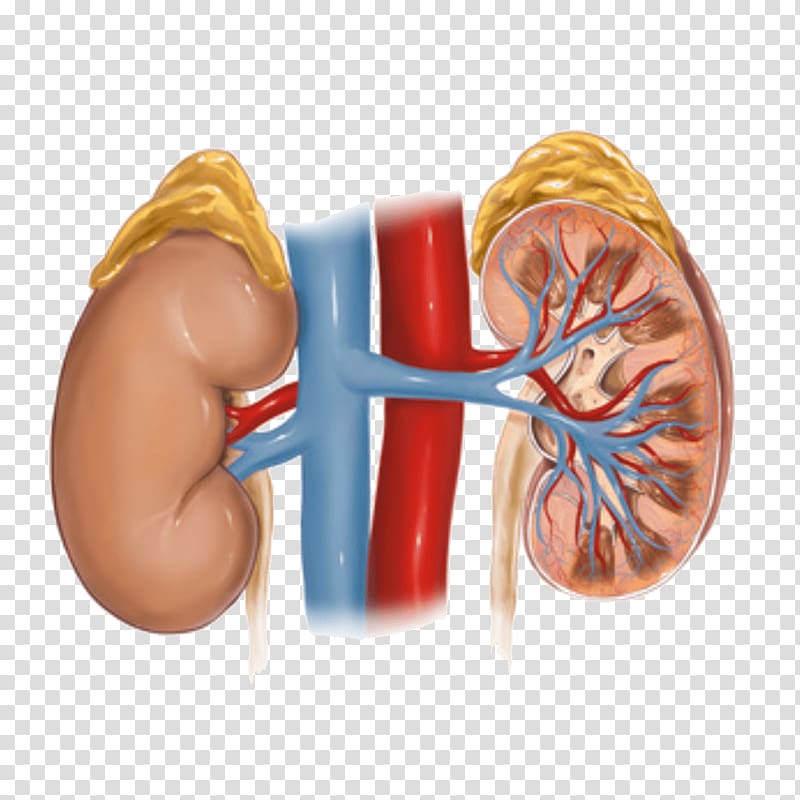 Hypertensive kidney disease Adrenal gland, health transparent background PNG clipart