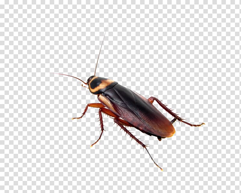 Insect Cockroach Mosquito Pest Control Bed bug, cockroach transparent background PNG clipart