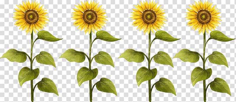 four yellow sunflowers, Common sunflower Sunflower seed Drawing, sunflower transparent background PNG clipart
