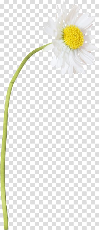 Oxeye daisy Petal Flower Plant stem, others transparent background PNG clipart