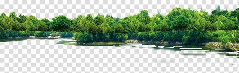 body of water near trees at daytime, Tree Computer file, plant transparent background PNG clipart