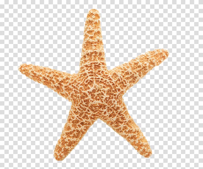 green and yellow starfish, Starfish Free content , starfish transparent background PNG clipart
