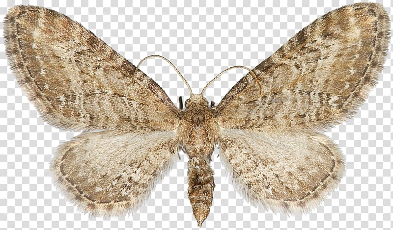Nymphalidae Bombycidae Butterfly Moth, butterfly transparent background PNG clipart